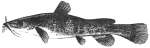 Flathead Catfish