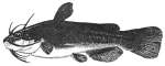 Black Bullhead
