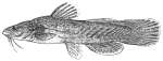 Tadpole Madtom
