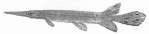 Shortnose Gar