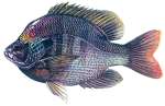 Bluegill