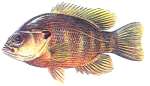 Green Sunfish