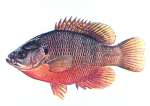 Bantam Sunfish