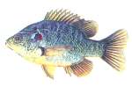 Redear Sunfish