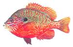 LongearSunfish