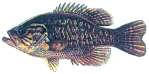 Warmouth Sunfish