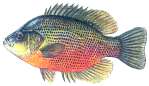 Spotted Sunfish
