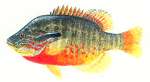 Redbreast Sunfish