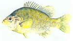 Dollar Sunfish