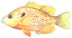 Orange Spotted Sunfish