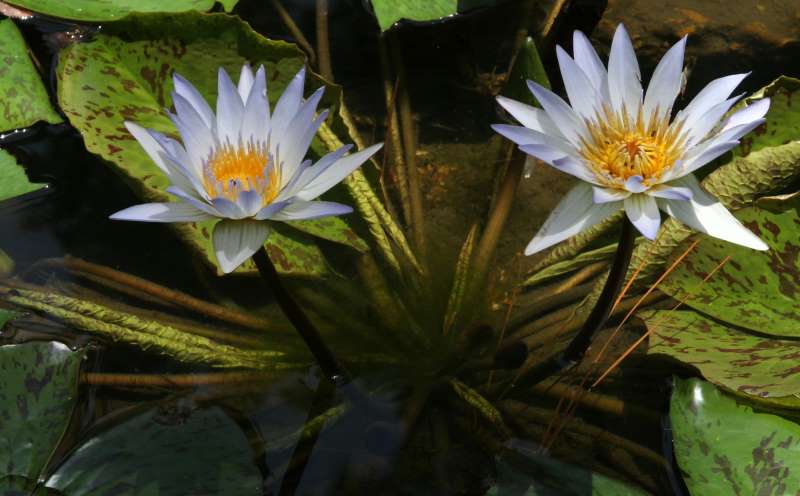 Hodges Gardens State Park Toledo Bend Lake