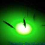 Gar at Toledo Bend