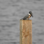 Kingfisher Fishing Toledo Bend