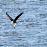 Eagles Love Toledo Bend