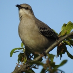 Mockingbird enjoying Toledo Bend Lake!