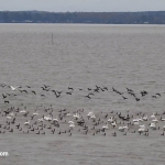 Birds Toledo Bend