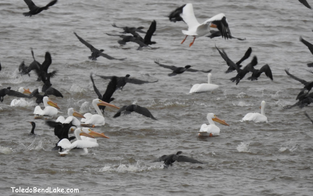 Birds Toledo Bend Lake