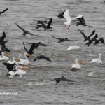 Birds Toledo Bend Lake