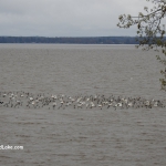 Birds Toledo Bend