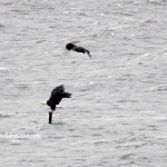 Eagles Toledo Bend