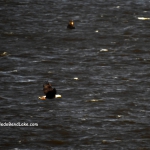 Eagle Fishing Toledo Bend