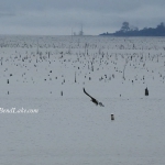 Eagle Fishing Toledo Bend