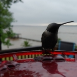 Hummingbird Enjoying Some Food